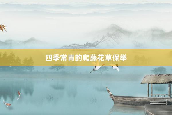 四季常青的爬藤花草保举